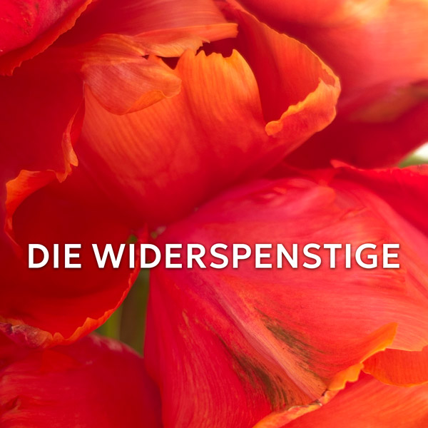 Literaturkurs 2026